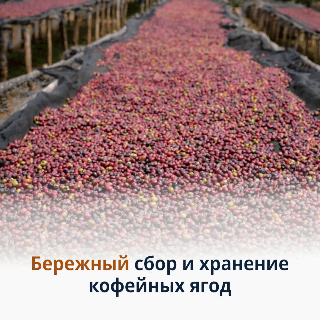 https://storage.alifshop.tj/media/images/alifshop/50400/kofe-v-zernah-delonghi-signature-espresso-light-blend-1kg-1770372646328.png