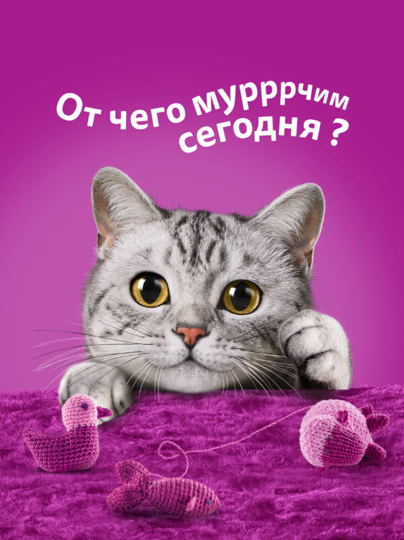 https://storage.alifshop.tj/media/images/alifshop/62901/vlazhnyy-polnoracionnyy-korm-whiskas-dlya-vzroslyh-koshek-i-kotov-zhele-s-krolikom-75-g-1785173491934-mVxw1yMZ.png