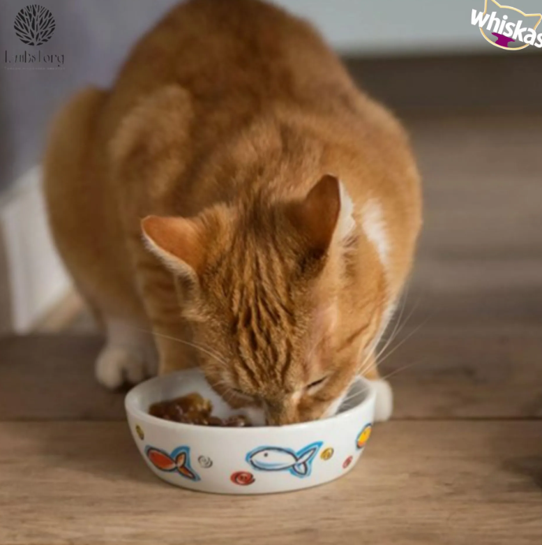 https://storage.alifshop.tj/media/images/alifshop/62902/vlazhnyy-polnoracionnyy-korm-whiskas-dlya-vzroslyh-koshek-i-kotov-zhele-s-govyadinoy-i-krolikom-75-g-1785173813828-CJ6boIJx.png